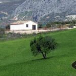 أخبار الجالية