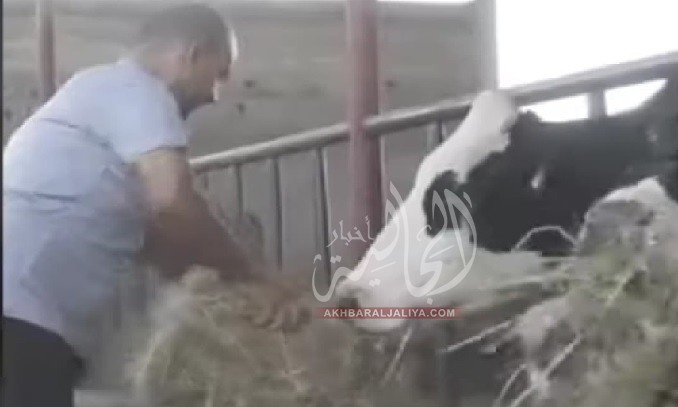 أخبار الجالية